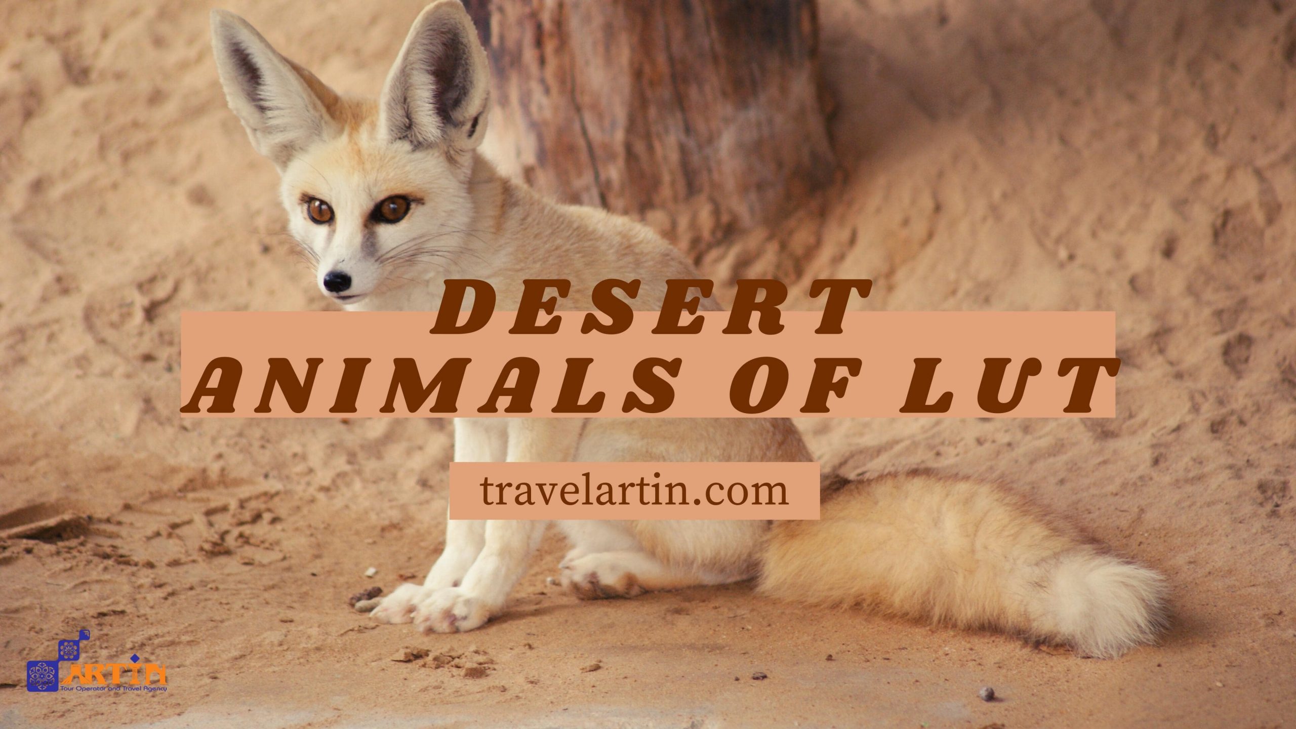 Iran Desert Animals | Deadly, Endangered & Beautiful - Artin Travel