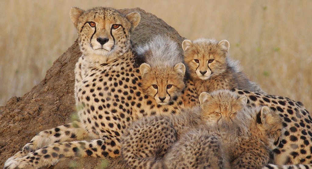 Iran Desert Animals | Deadly, Endangered & Beautiful - Artin Travel Iran Desert Animals | Deadly, Endangered & Beautiful - Artin Travel