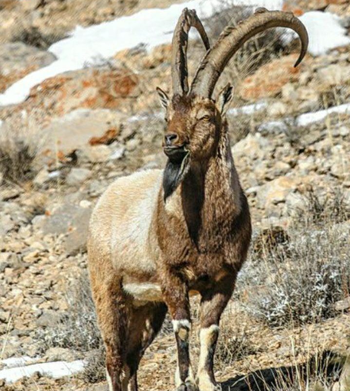 11wild goat in Iran national parks