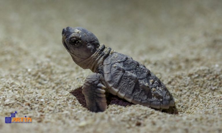 Qeshm island sea life hawksbill turtle travelartin.com