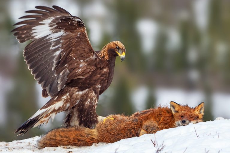 11Persian-wildlife-bird-watchin-Iran-golden-eagle travelartin.com