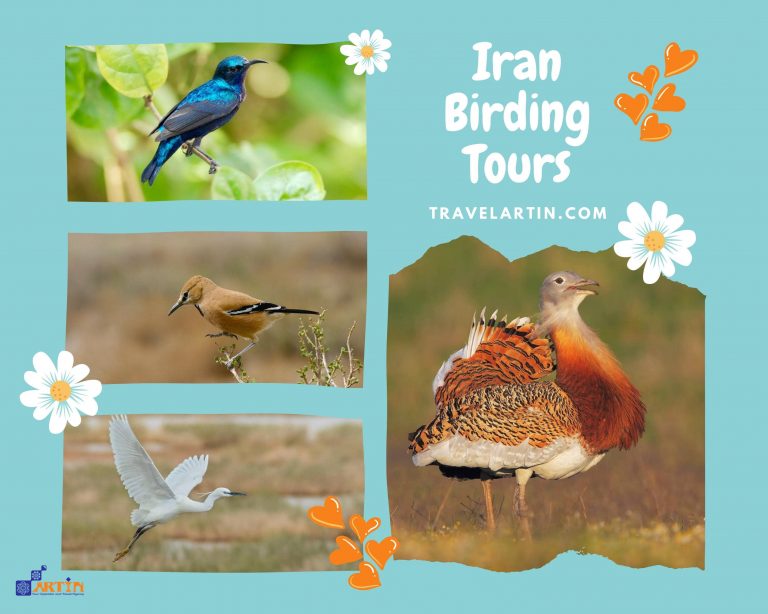 birding in Iran travel and tour travelartin.com