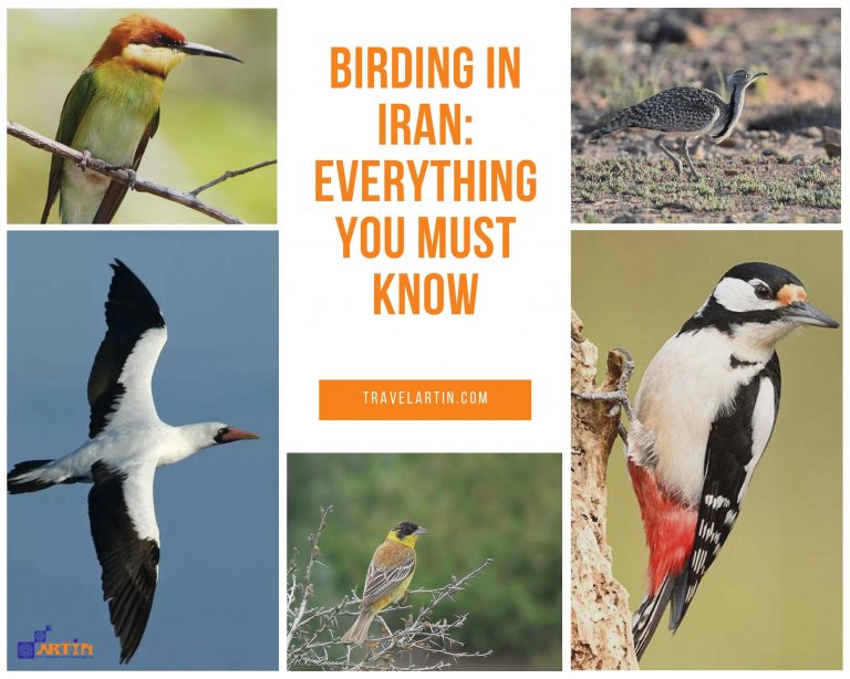 11tour travel agency birding in Iran artin travel