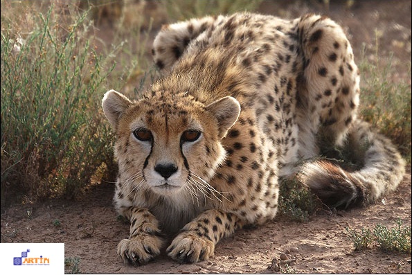 Touran wildlife Persian cheetah Iran tour